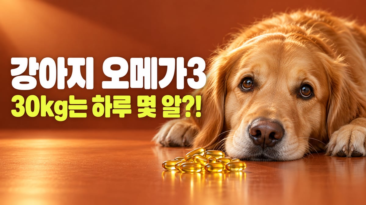 테라코타색 무대 바닥에 엎드린 골든 리트리버 코앞에 오메가3 소프트젤 캡슐이 쌓여 있는 모습, 강아지 오메가3 30kg는 하루 몇 알