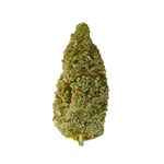 Frosted Lime 23 – CBD hemp flower buds