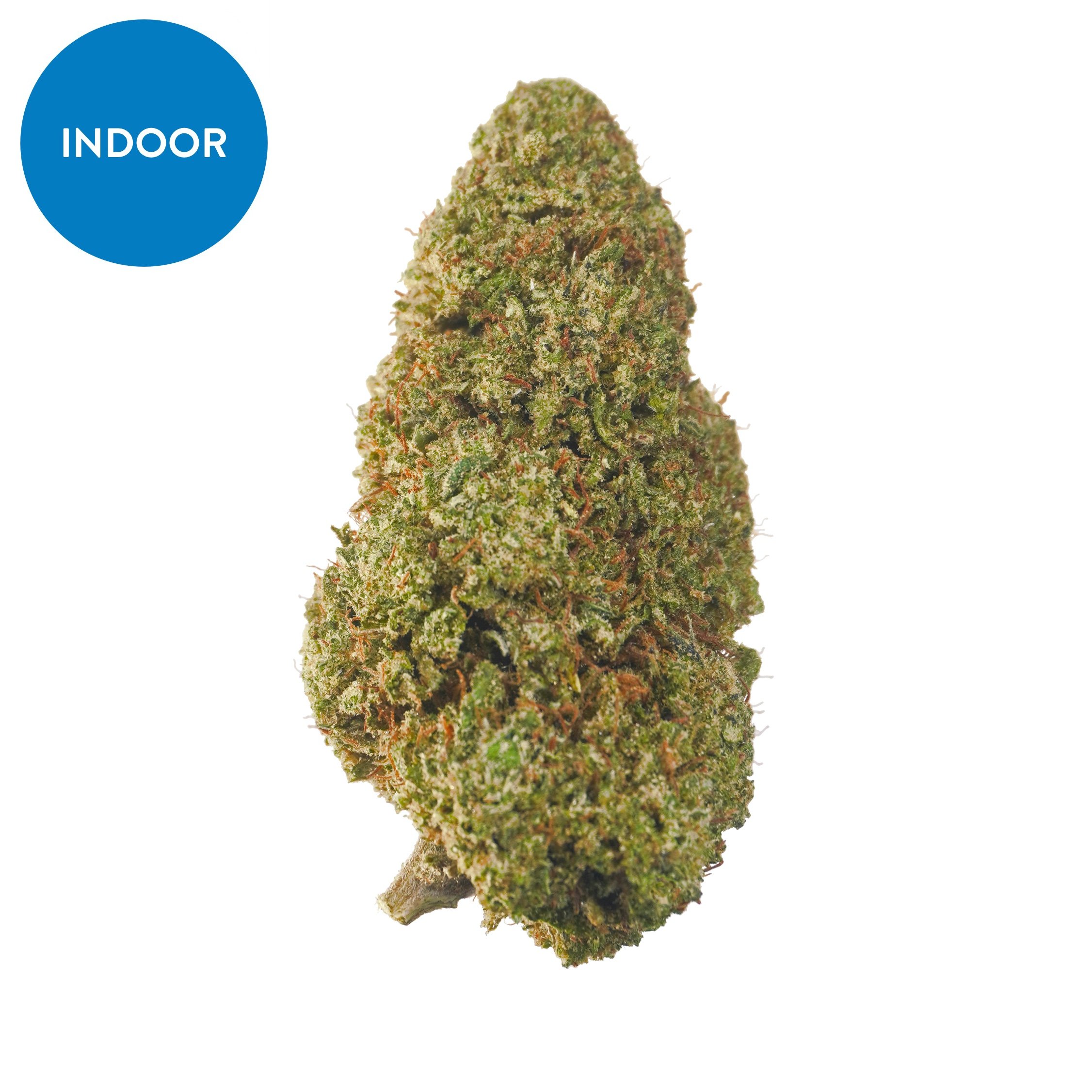 Indoor Pineapple Crush Sum – CBD hemp flower buds