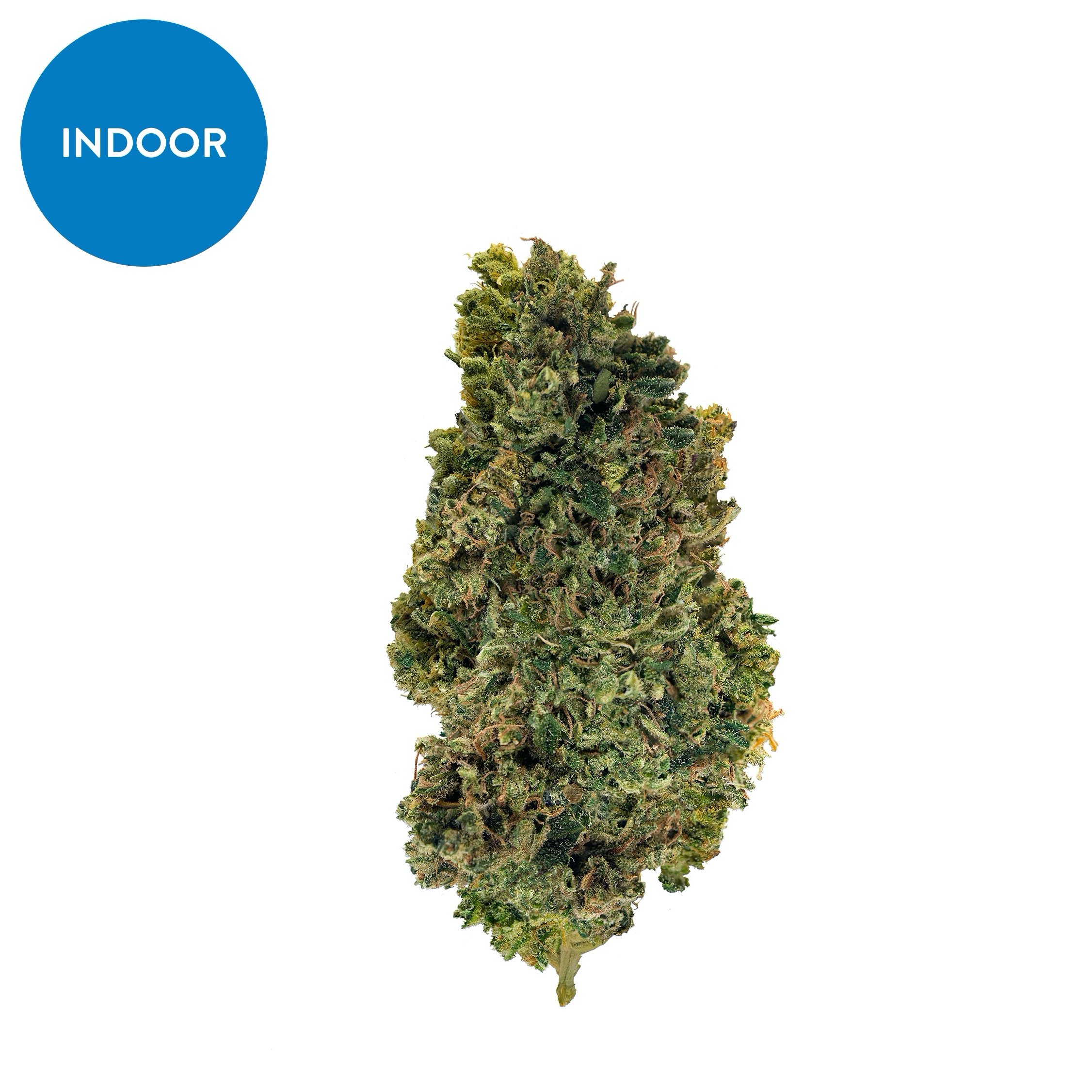 Indoor Nova Sum – CBD hemp flower buds