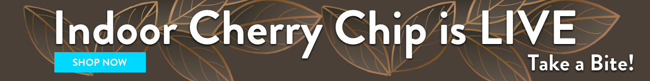 Cherry Chip lg Banner Live – CBD hemp flower buds