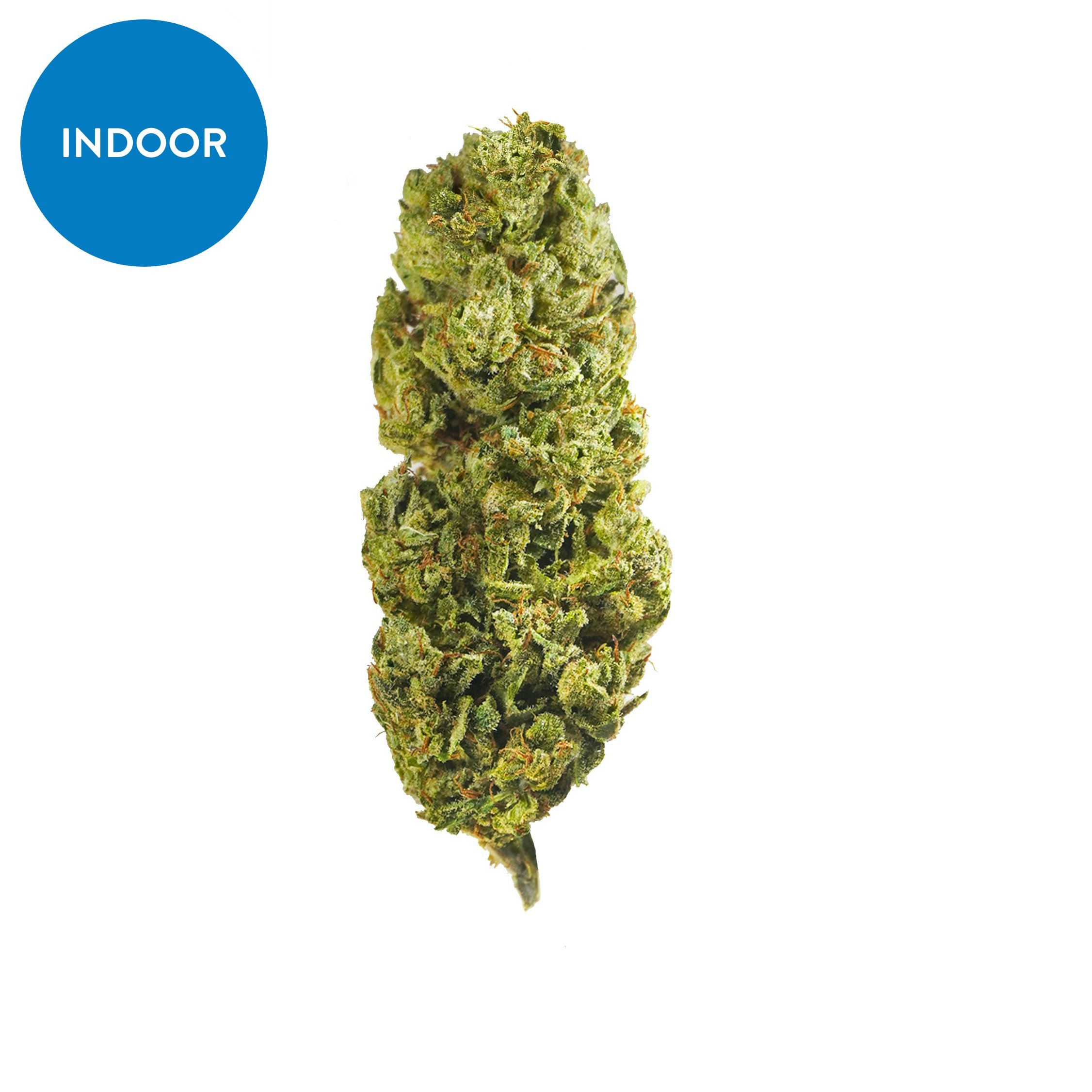 Indoor Lemon Drop Sum – CBD hemp flower buds