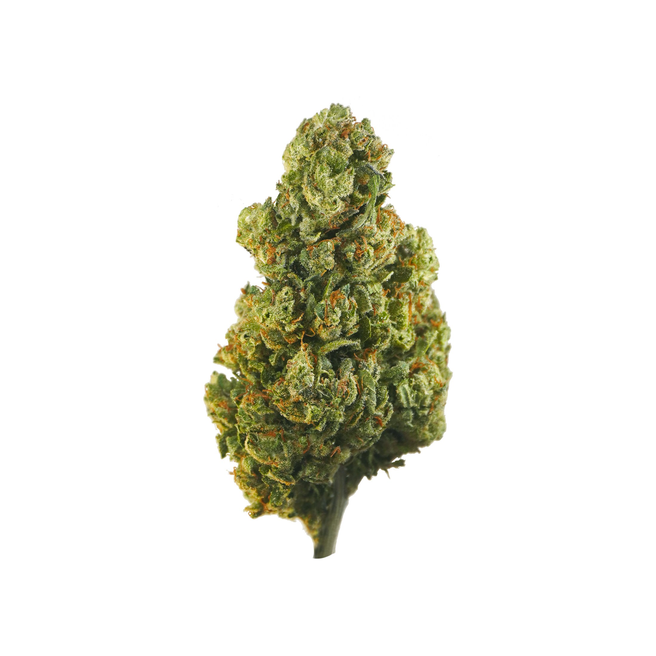 Abacus 23 – CBD hemp flower buds