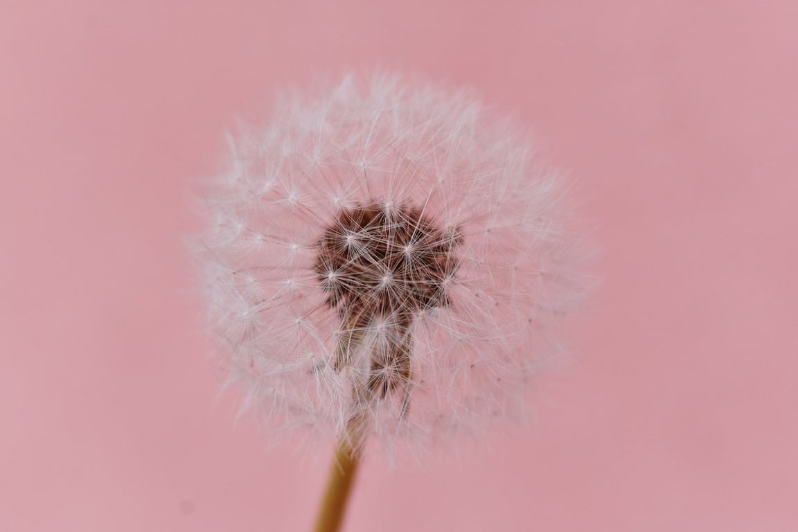 Close-up of a dandelion against a pink background