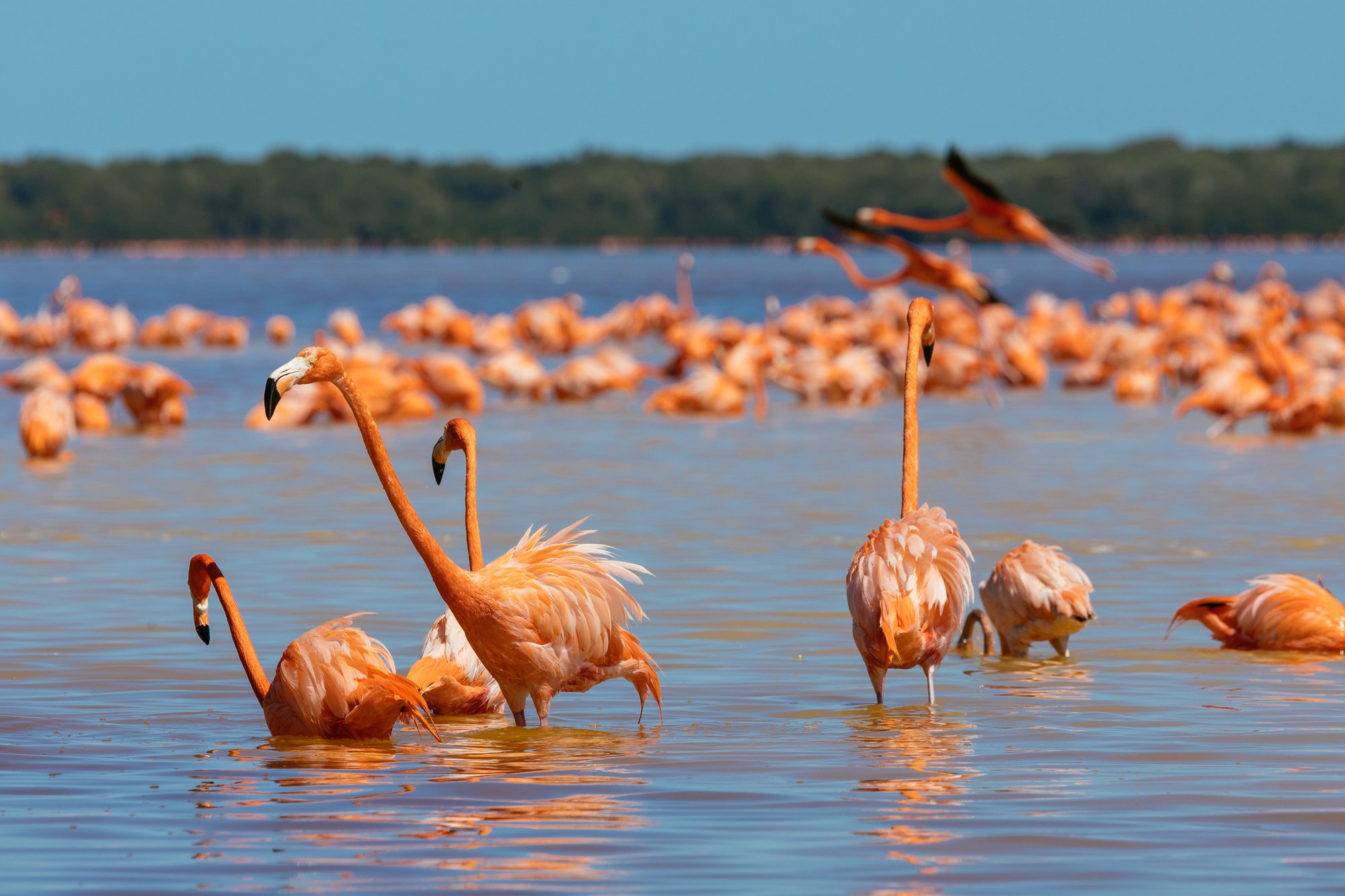 Flamingos enjoying the abundance of food in the Celestún Biosphere Reserve.