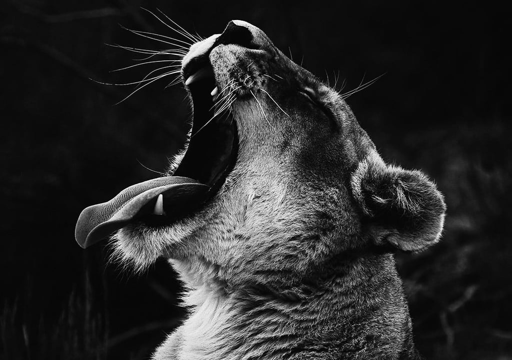 Read more about the article Brands that bite.