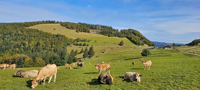 Forêts du Rouge Gazon - Saint-Maurice-sur-Moselle
