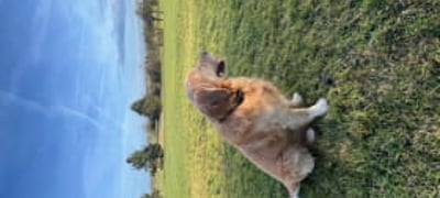 Balade éducative pour chien - Vittel