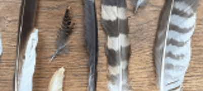 QUIZ : À QUI SONT CES PLUMES ? - Médiathèque de Deyvillers