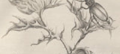EXPOSITION ÉCHO DU VIVANT : ENTRE SCIENCE ET
IMAGINAIRE - bmi Epinal