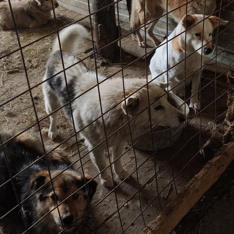 Пункт кратковременного содержания в Камышлове. Фото волонтеров движения «Общественный контроль по защите животных»