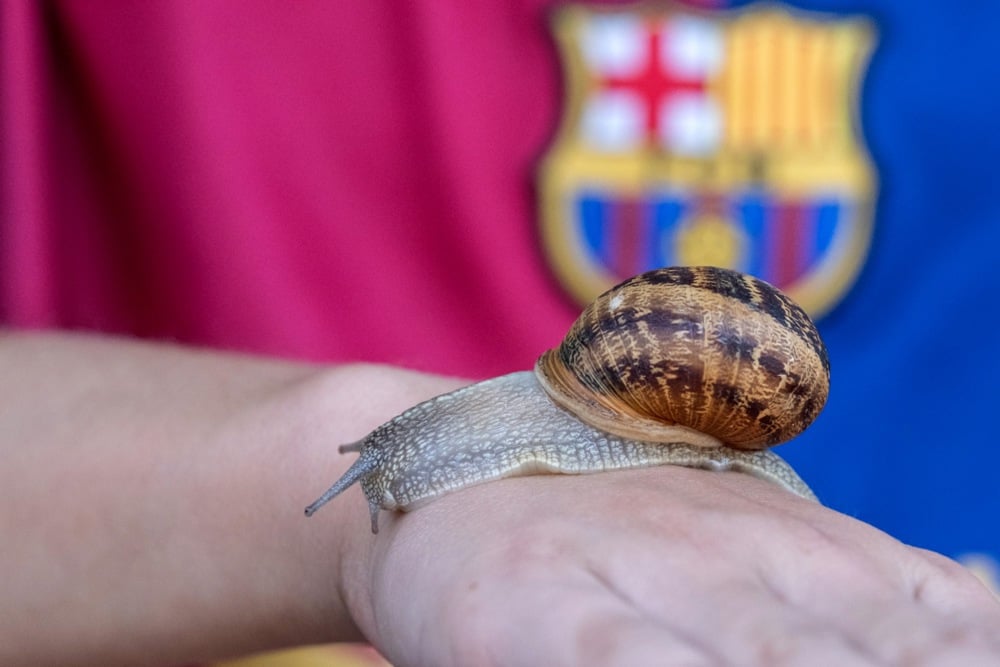 A participating snail during a snails race in the town of Tricio, northern Spain, 23 August 2025. Photo: EPA/FERNANDO DIAZ