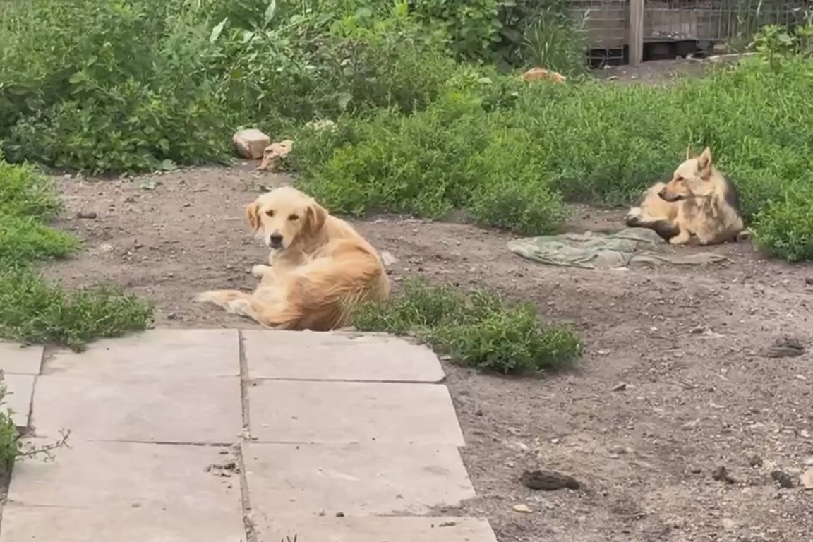 Приют для собак в Камышлове Свердловской области, август 2024 года. Фото:  Народный фронт
