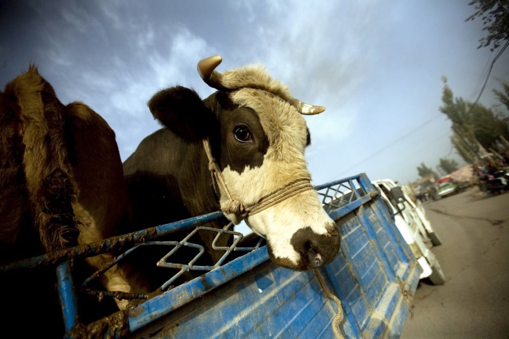 Фото: Diego Azubel / EPA