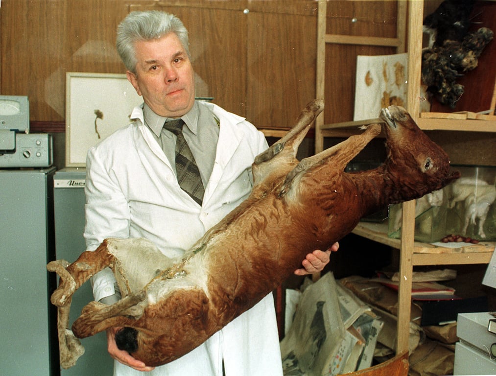 Профессор биологии Вячеслав Коновалов в своей лаборатории в Житомире демонстрирует чучело жеребенка с мутациями, 11 марта 1996 года. Фото: Efrem Lukatsky / AP / Scanpix / LETA