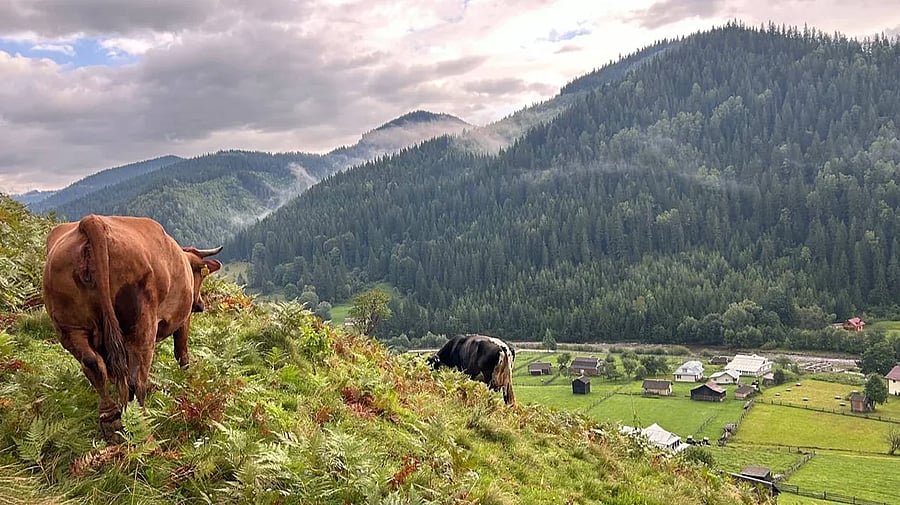 Изображение материала