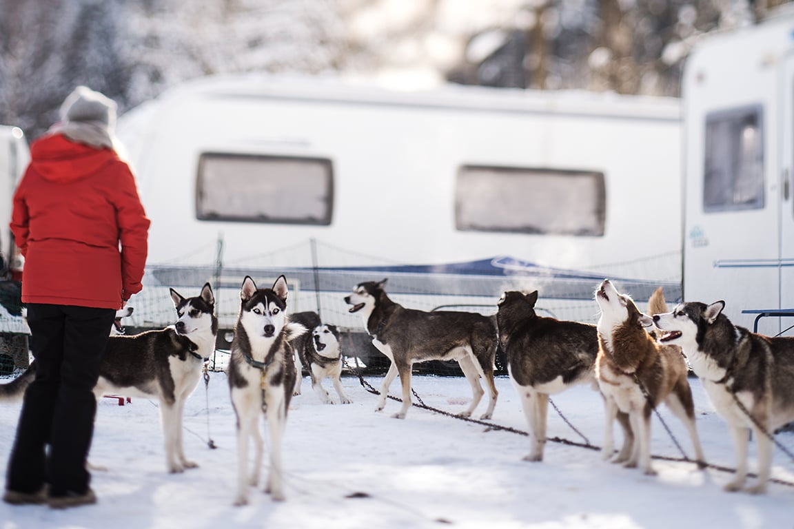 Гренландские лайки в Верфенвенге, Австрия, 7 января 2017 года. Фото: Christian Bruna / EPA