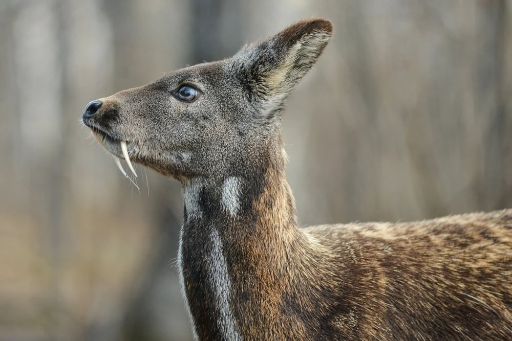 A Siberian musk deer. Photo: Uranimated18