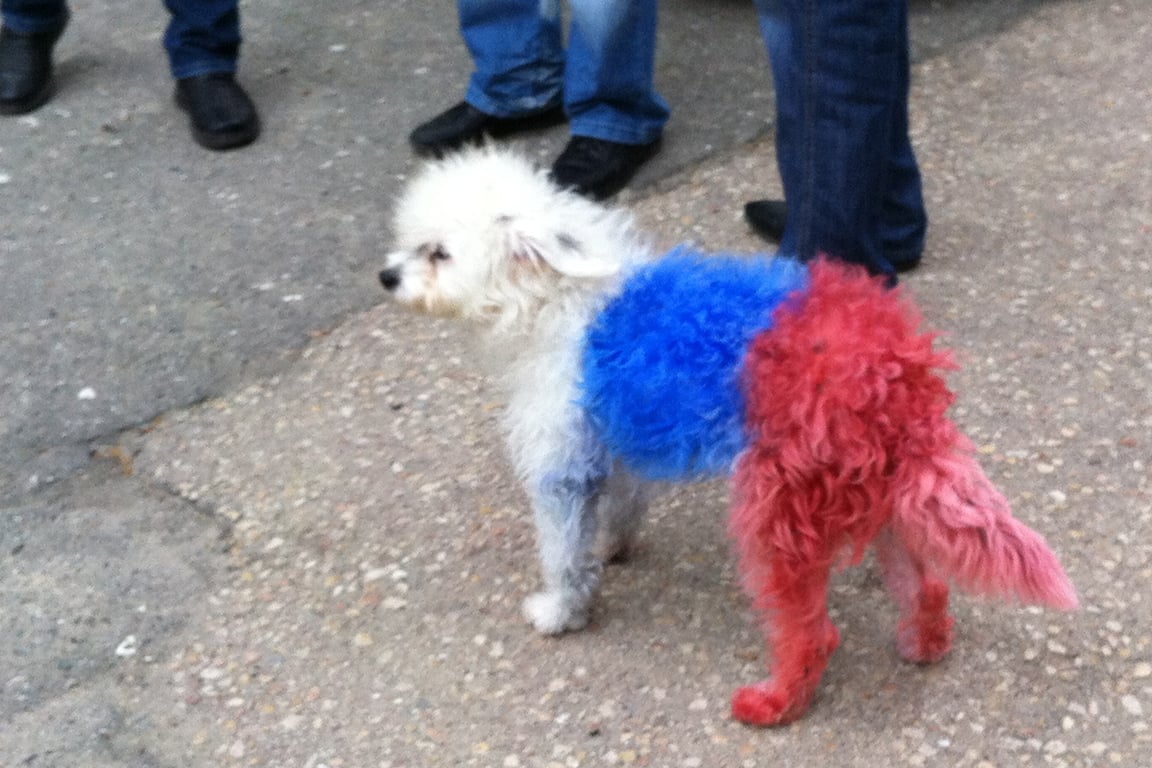 Собака, раскрашенная в цвета российского триколора, Гурзуф, март 2014 года. Фото: Ирина Гарина / «Новая Газета Европа»