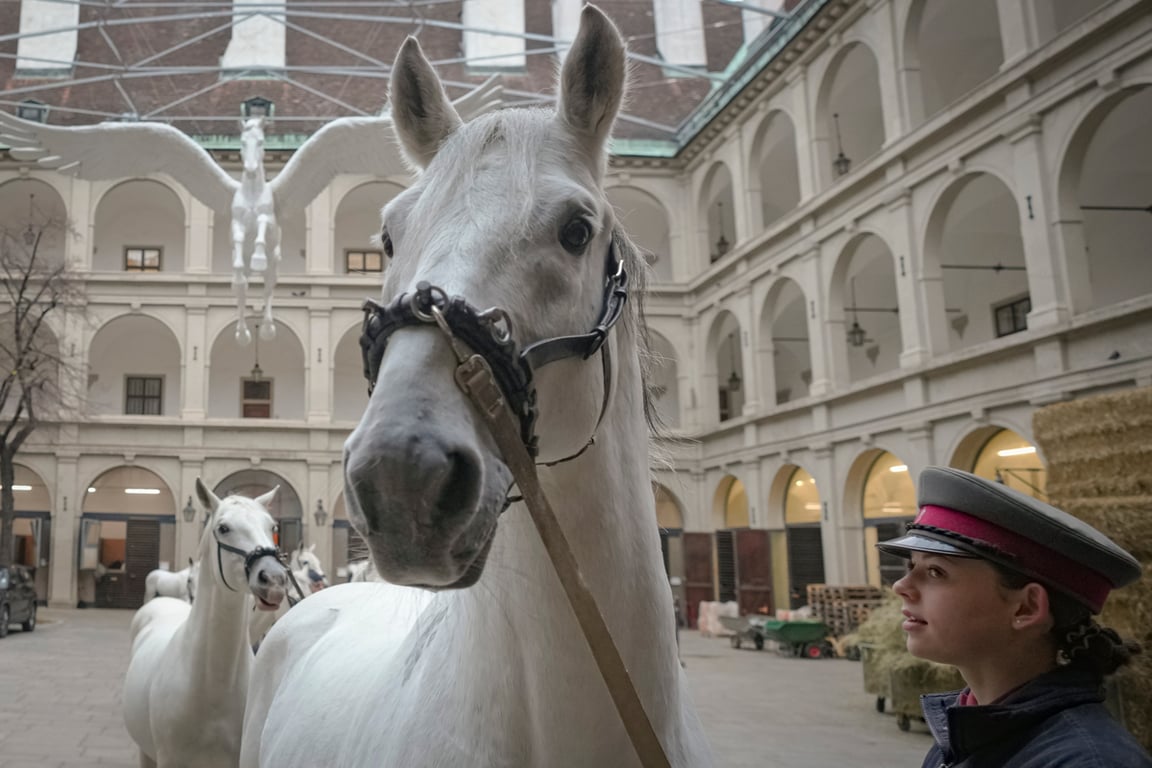 Липпицианских лошадей выводят на утреннюю тренировку в Испанской школе верховой езды, Вена, Австрия, 24 ноября 2021 года. Фото: Vadim Ghirda / AP Photo / Scanpix / LETA