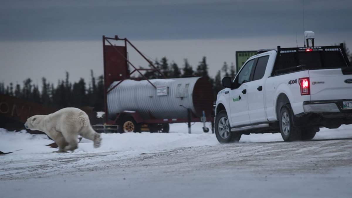 Кадр из фильма «Проблемный медведь». Фото:  festival.sundance.org