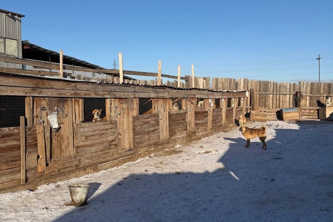 Приют «Ананда». Фото:  VK