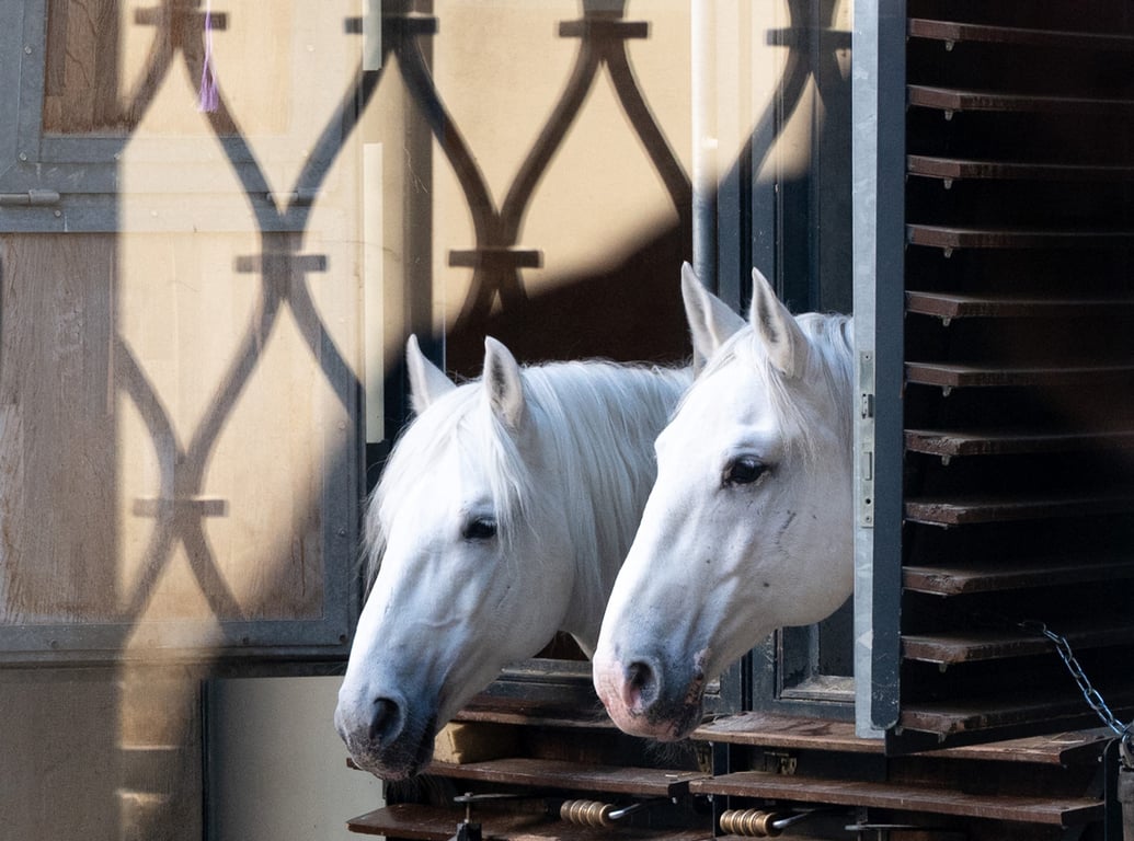 Липицанские лошади в конюшнях Испанской школы верховой езды в Вене, Австрия, 28 ноября 2025 года. Фото: Joe Klamar / AFP / Scanpix / LETA