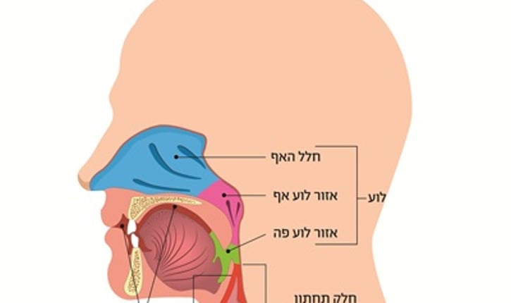 אנטומיה של ראש וצוואר