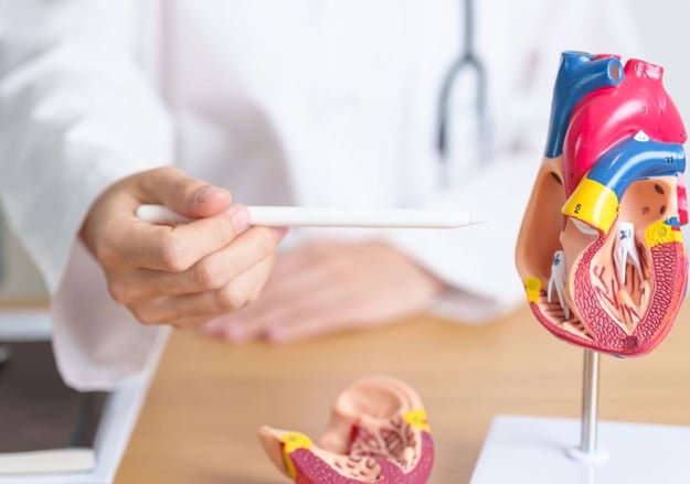 האגף לקרדיו ווסקולריה