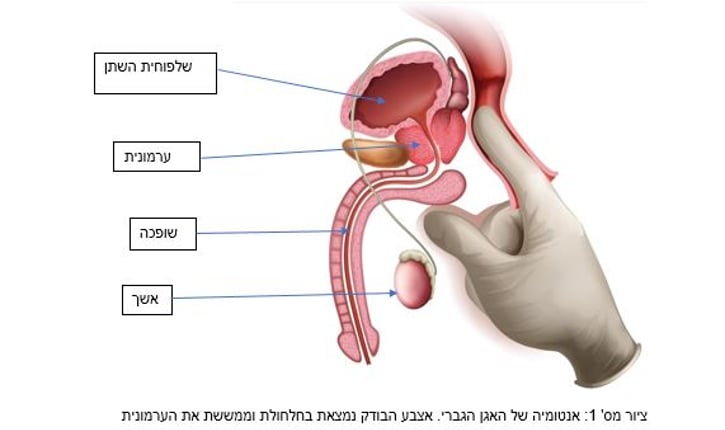 ציור מס' 1: אנטומיה של האגן הגברי. אצבע הבודק נמצאת בחלחולת וממששת את הערמונית