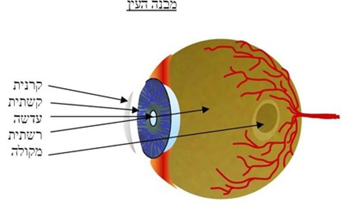מבנה העין: קרנית, קשתית, עדשה, רשתית, מקולה