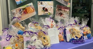 יום הפג הבינלאומי