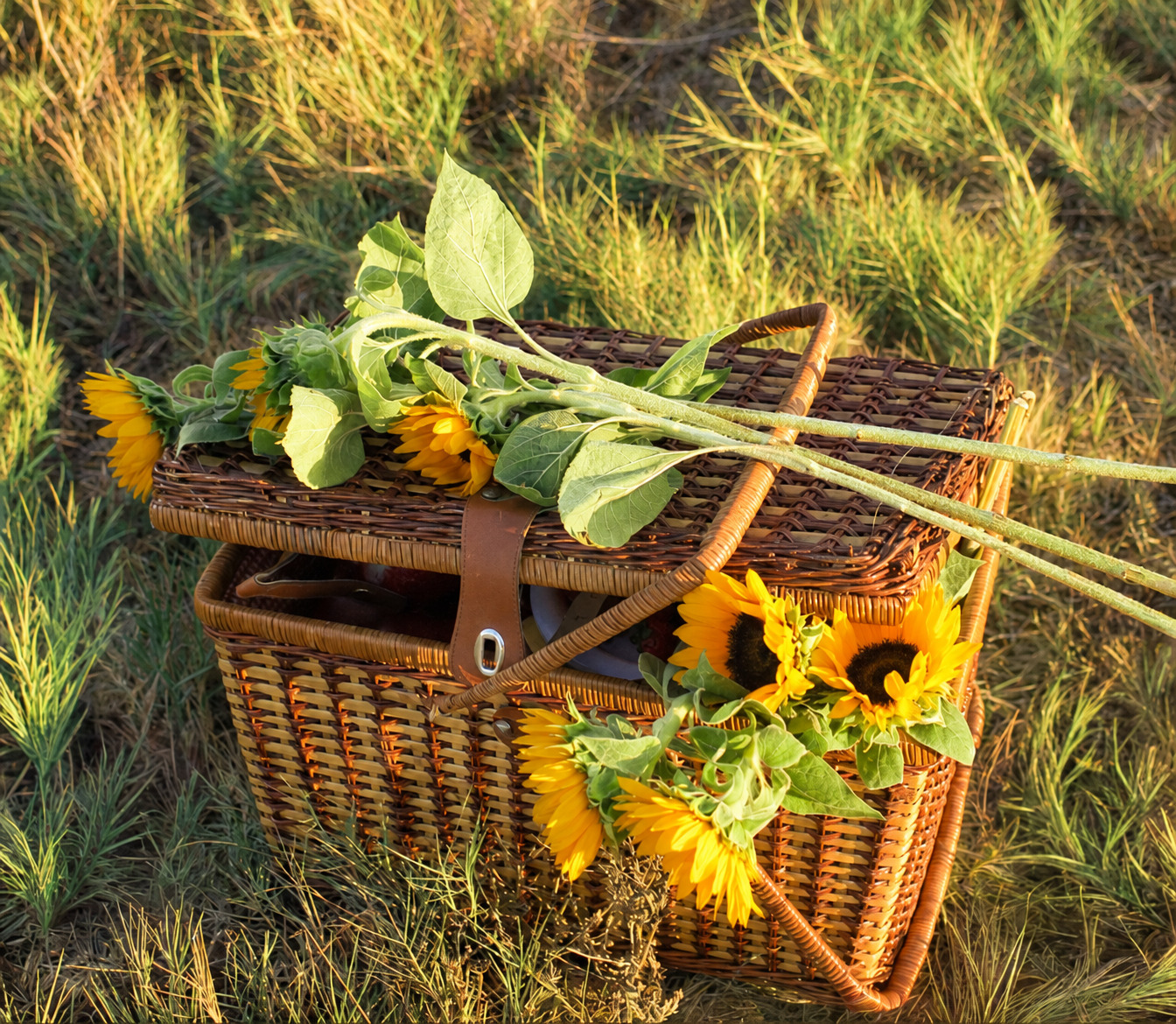 Sunflowers and picnic basket in golden light
