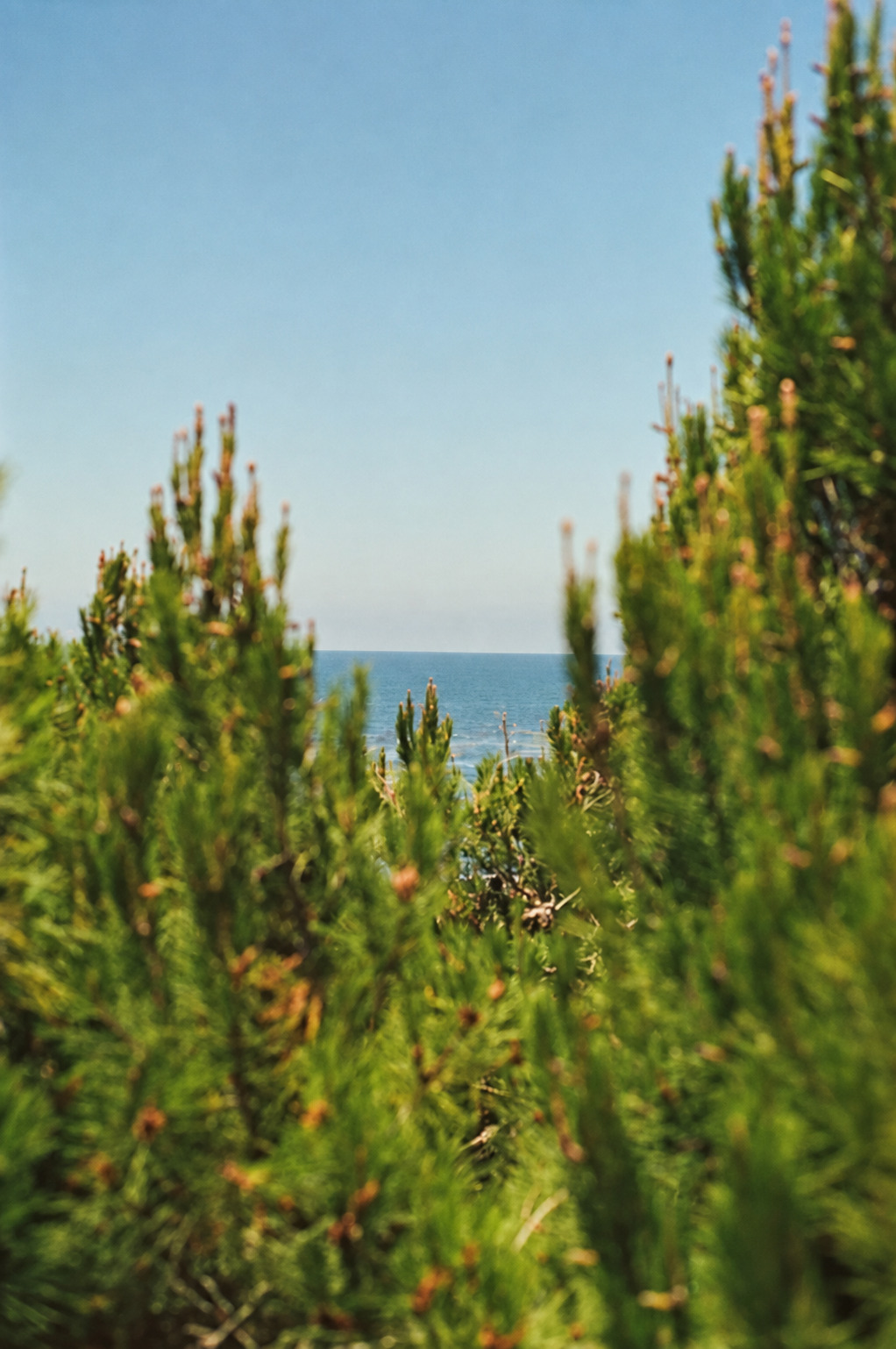 Made by Light Photos coastal garden scene