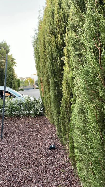 Hedges trimmed along property border