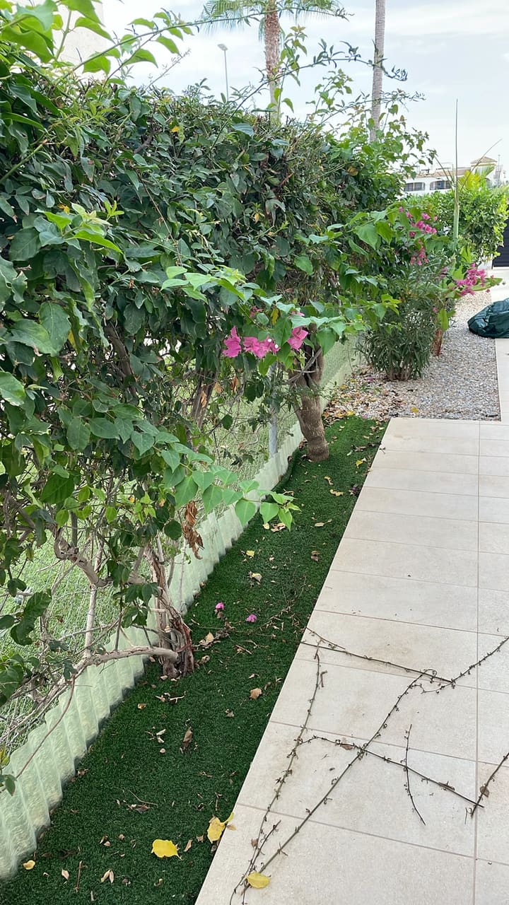 Before: Bougainvillea hedge overgrown with debris