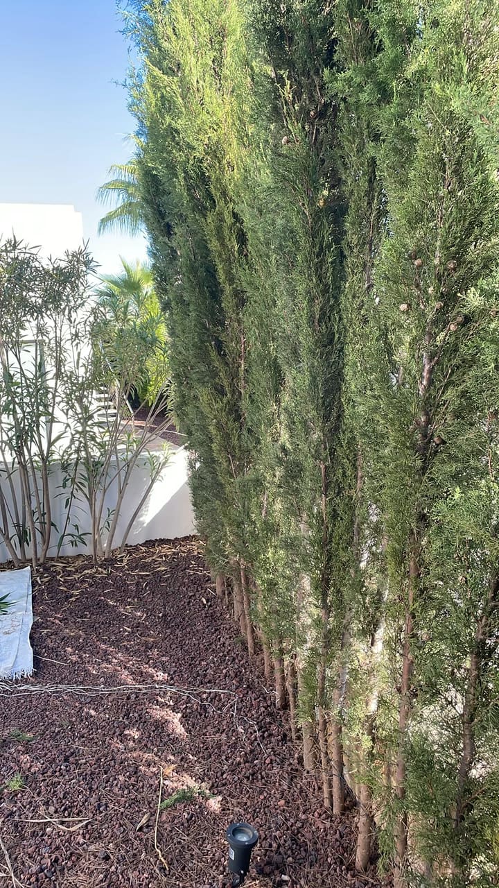 After: Hedges trimmed along white wall