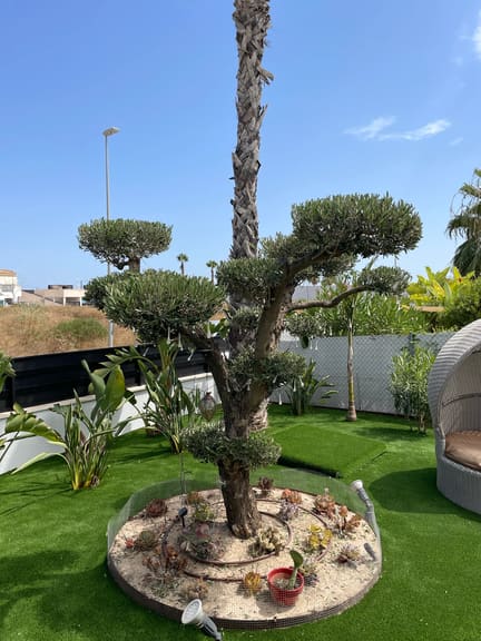 Olive tree foliage trimmed and sculpted