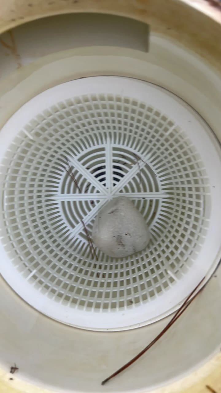 After: Skimmer basket mostly clear of debris