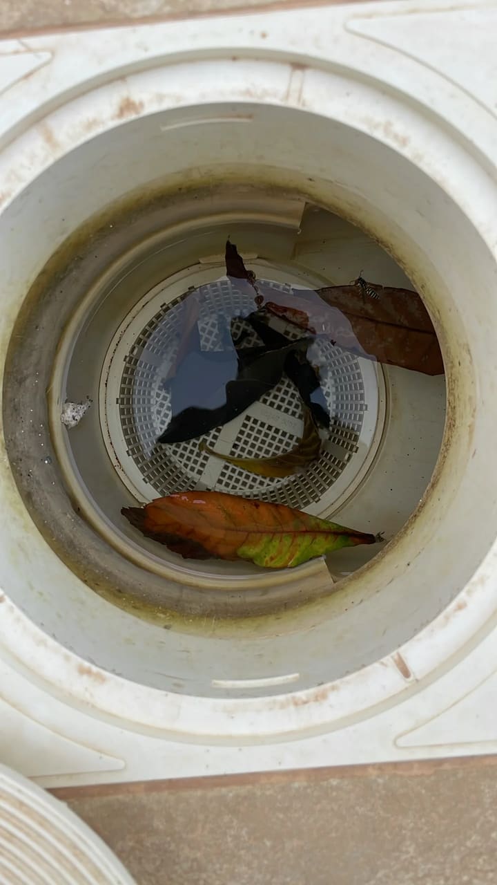 Before: Skimmer basket clogged with leaves