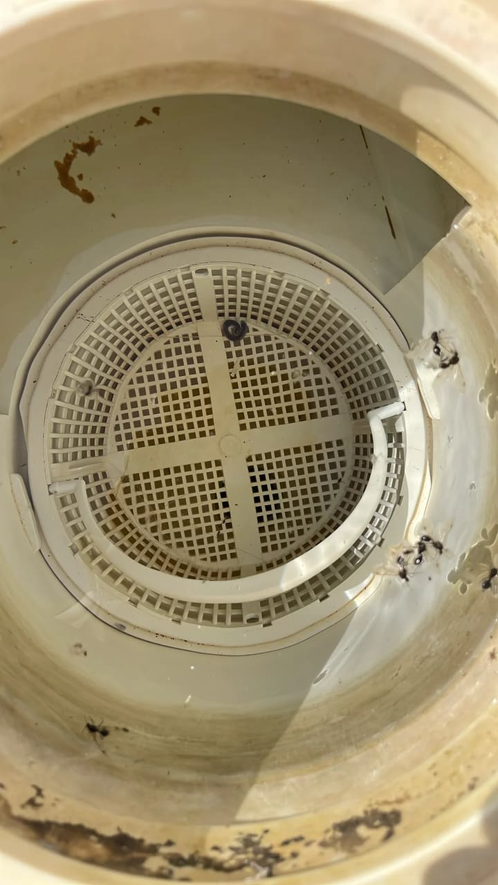 Before: Skimmer basket contains minor debris