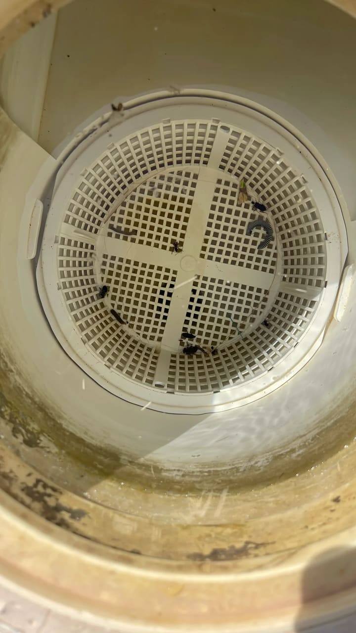 Before: Skimmer basket contains minor debris