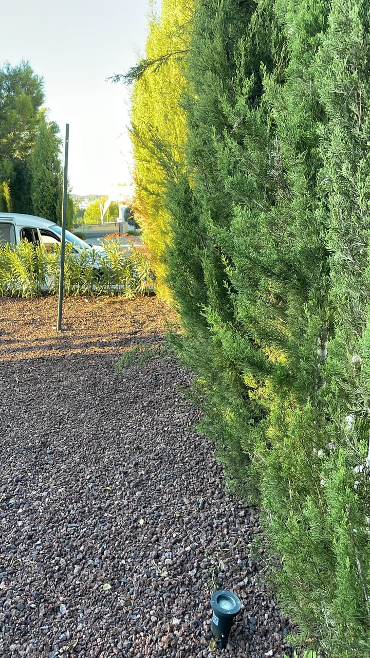Before: Hedges overgrown along gravel area