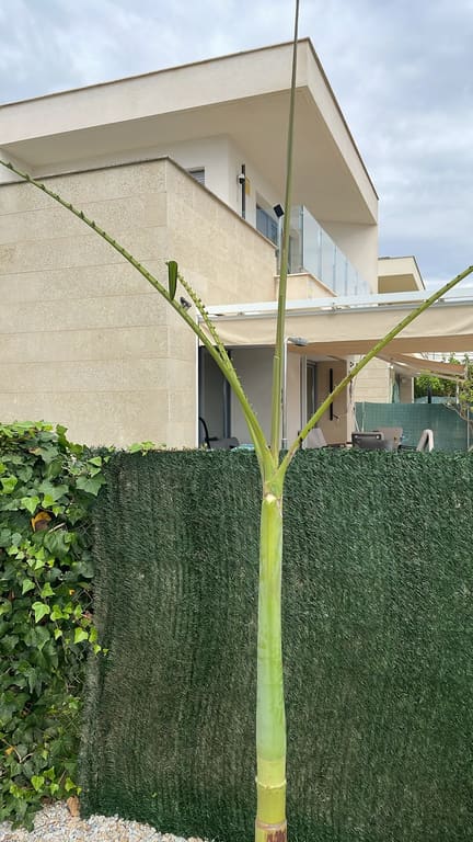 Dried palm fronds removed