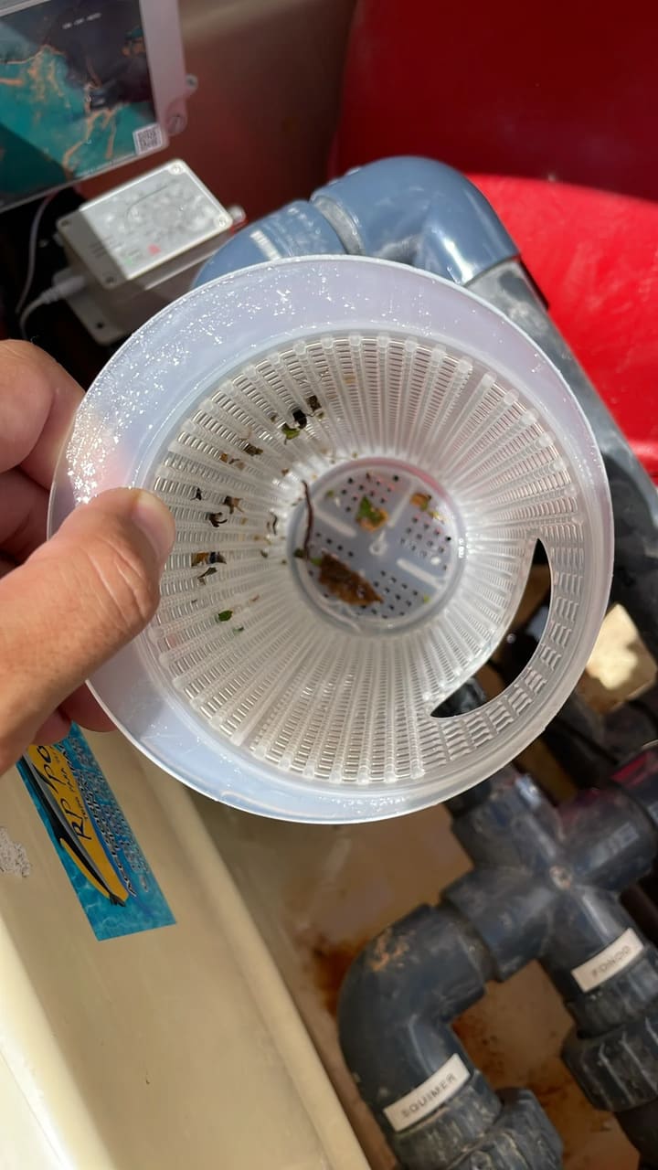 Before: Skimmer basket full of debris