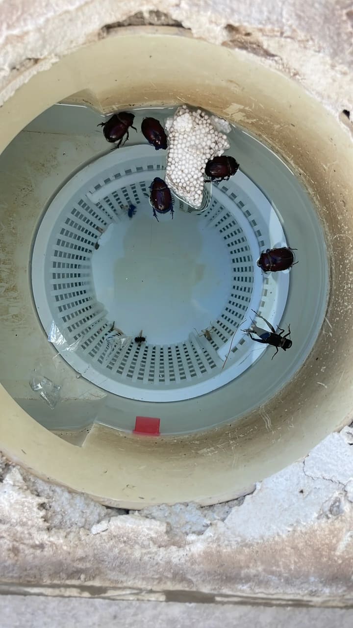 Before: Skimmer basket clogged with insects, debris