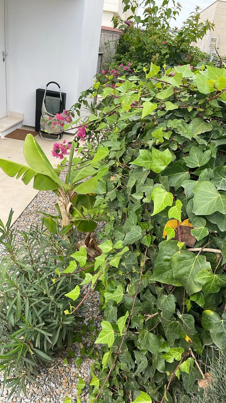 Before: Ivy and plants overgrown along wall
