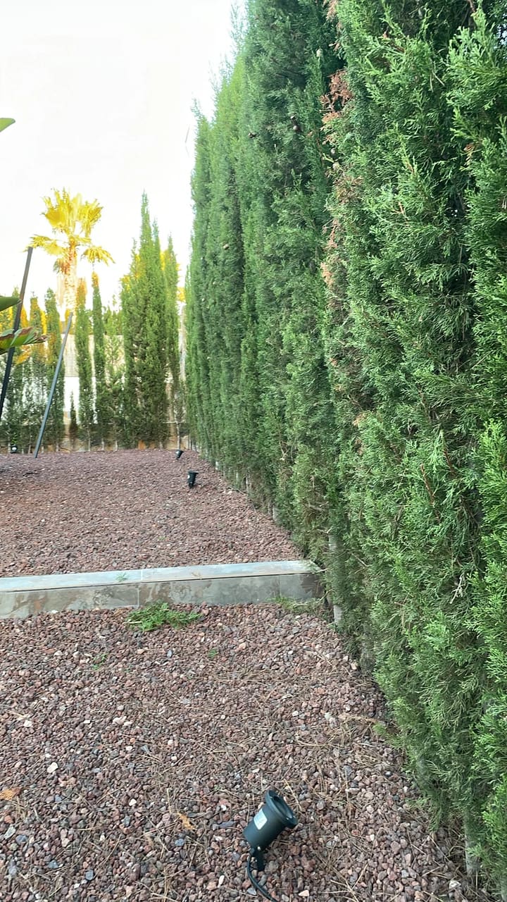 After: Hedges trimmed and tidy along property