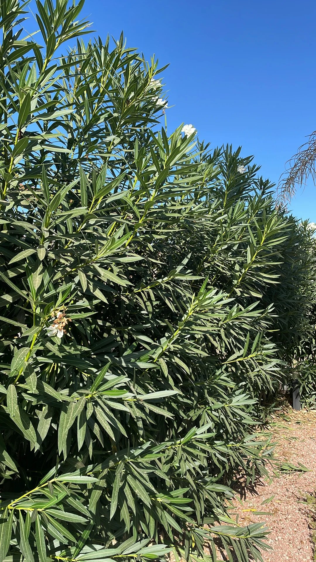 Hedge foliage dense and untrimmed