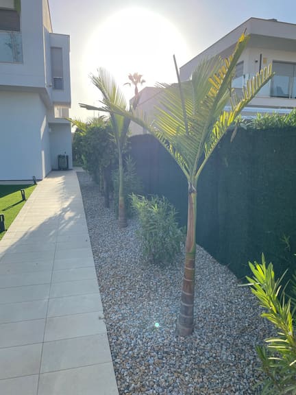 Palm trees trimmed and garden tidied